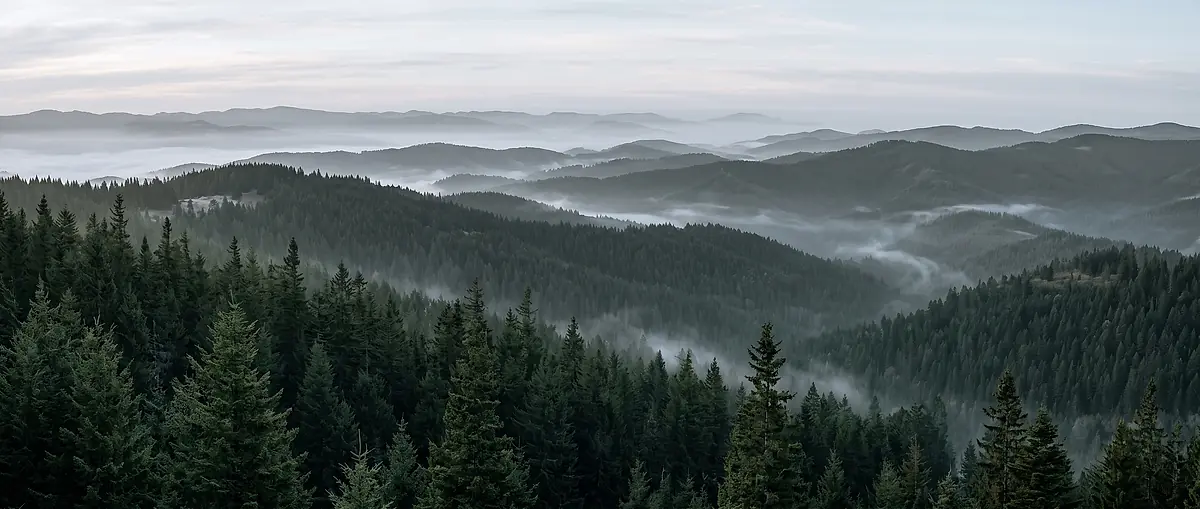 Layered forested ridges under low mist at dawn