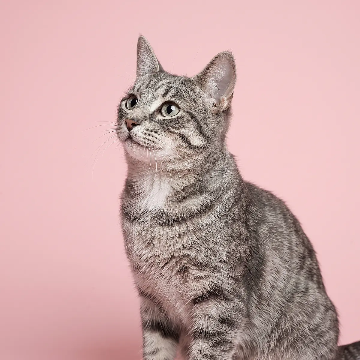 A grey tabby cat looking up on a pink backdrop