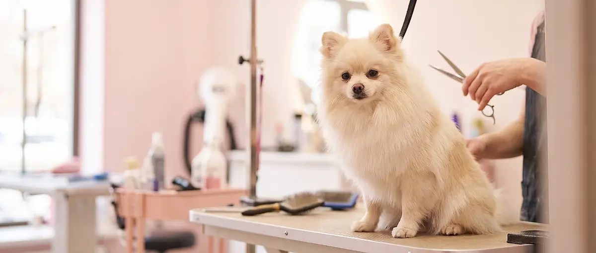A small cream dog with a freshly dried coat at the salon